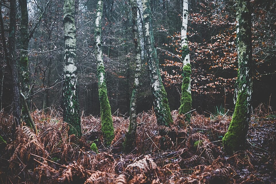 A quiet woodland scene with trees and low autumn plants